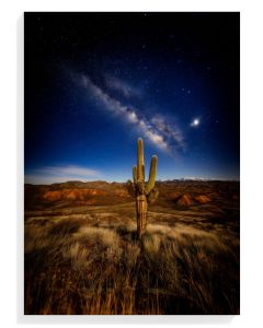 Desert Cactus Under Starry Sky