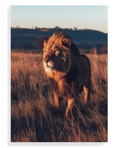 Majestic Lion in Golden Light