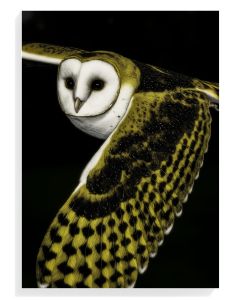 Majestic Barn Owl Flight