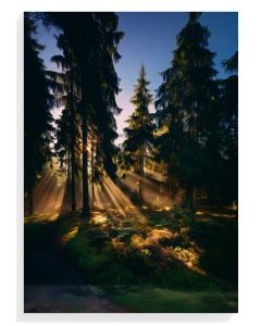 Sunlit Forest Serenity