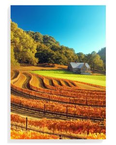 Autumn Vineyard Serenity