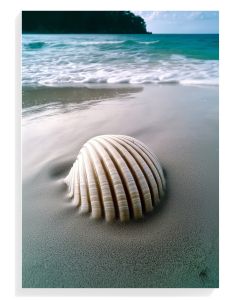 Seashell Serenity