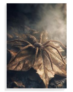 Golden Spider on Leaf
