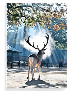 Majestic Stag in Sunlight