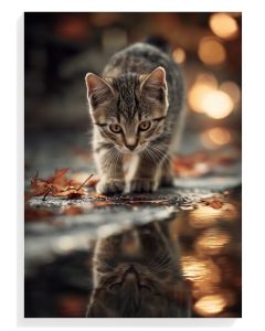Curious Kitten Reflection