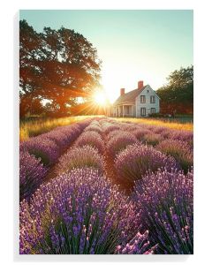 Lavender Fields Sunrise
