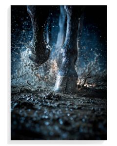 Majestic Hooves in Motion