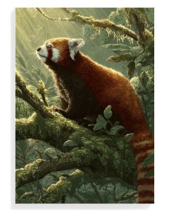 Red Panda Serenity