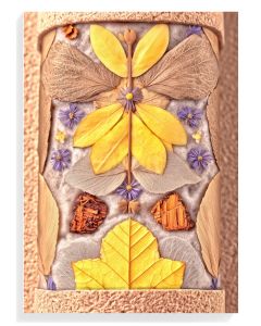 Botanical Butterfly Art