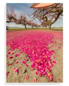 Blossom Pathway Serenity
