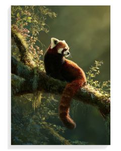 Red Panda Serenity