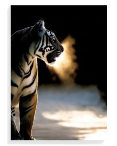 Majestic Tiger Silhouette