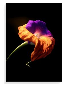 Vibrant Floral Elegance