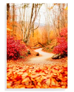 Autumn Pathway Serenity