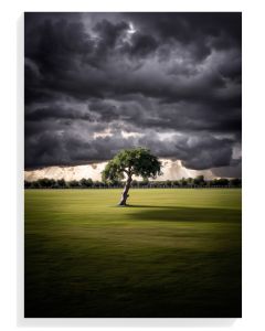 Solitary Tree Under Stormy Sky