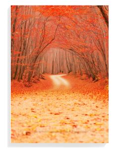 Autumn Pathway Serenity