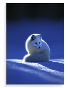 Arctic Fox Serenity