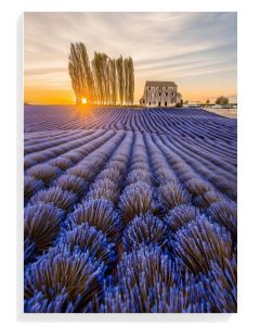 Lavender Fields at Sunset