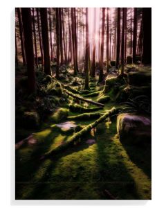 Enchanted Forest Glow