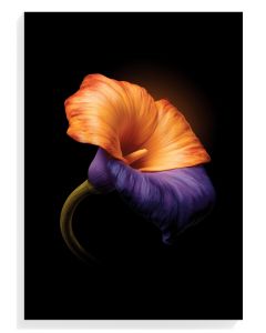 Vibrant Calla Lily Elegance