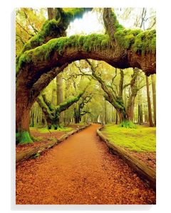Enchanted Forest Pathway