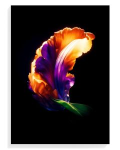 Vibrant Floral Elegance