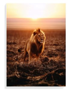 Majestic Lion at Sunset
