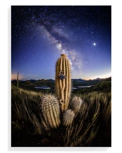 Cactus Under Starry Sky
