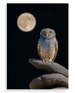 Moonlit Owl Portrait