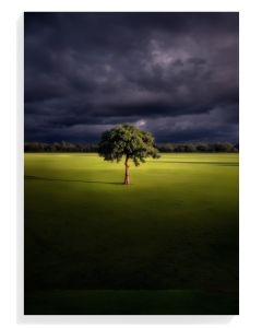 Solitary Tree Under Stormy Sky