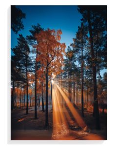 Autumn Forest Serenity