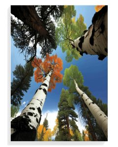 Aspen Trees Perspective