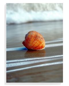 Seashell Serenity