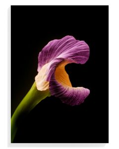 Elegant Purple Calla Lily