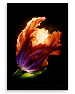 Vibrant Tulip Elegance