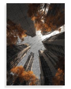 Urban Canopy in Autumn