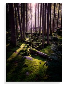 Mystical Forest Serenity