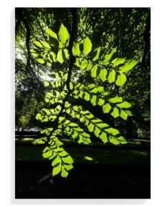 Luminous Green Leaves