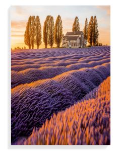 Lavender Fields Serenity
