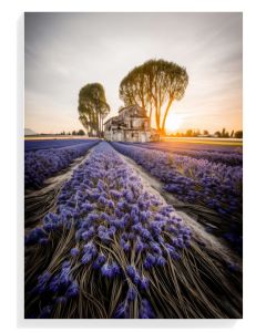 Lavender Fields Sunset