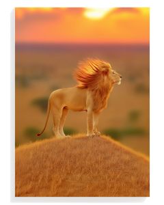 Majestic Lion Sunset