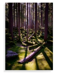 Mystical Forest Shadows