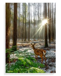 Deer in Sunlit Forest