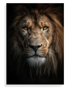 Majestic Lion Portrait