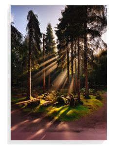 Sunlit Forest Serenity