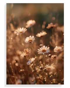 Daisy Meadow Serenity
