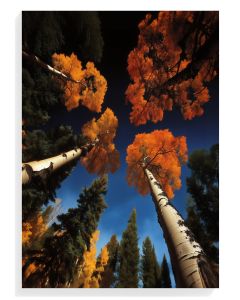 Autumn Canopy Serenity