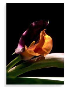 Elegant Calla Lily Bloom