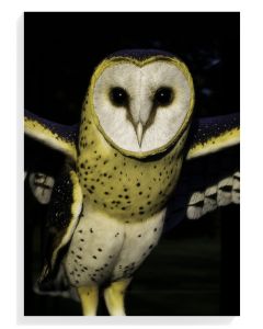 Majestic Owl Portrait