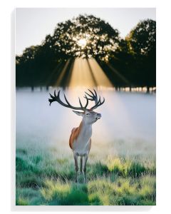 Majestic Stag in Morning Light